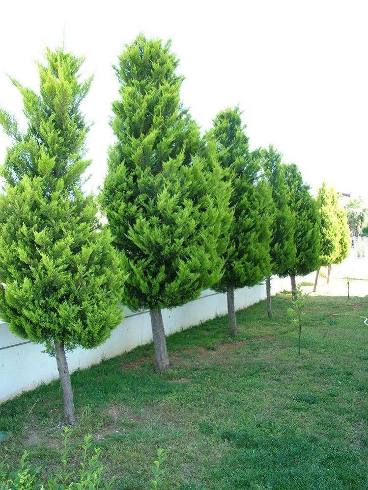 Belek Golf Apartments 外观 照片
